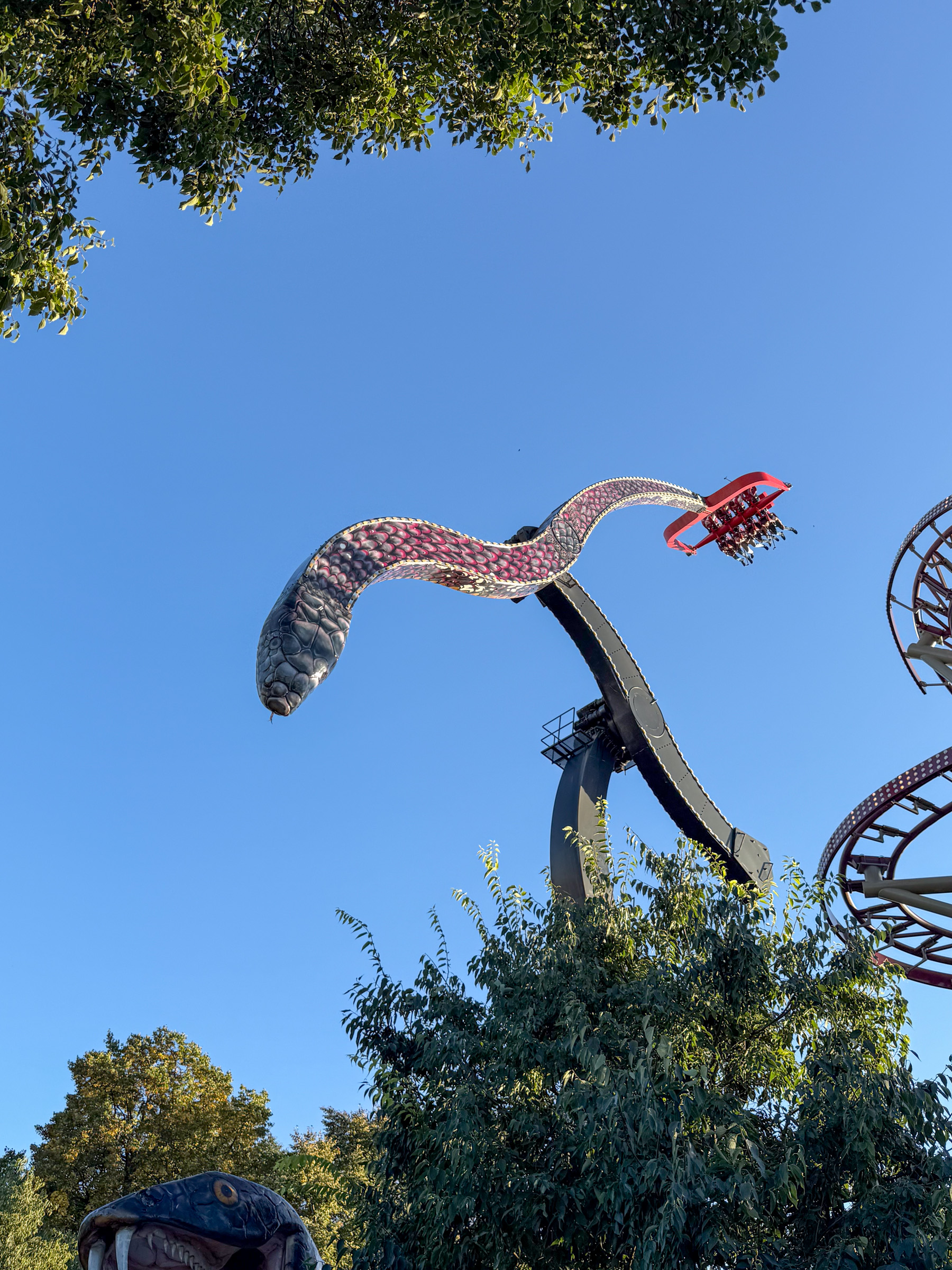 Photo of Black Mamba