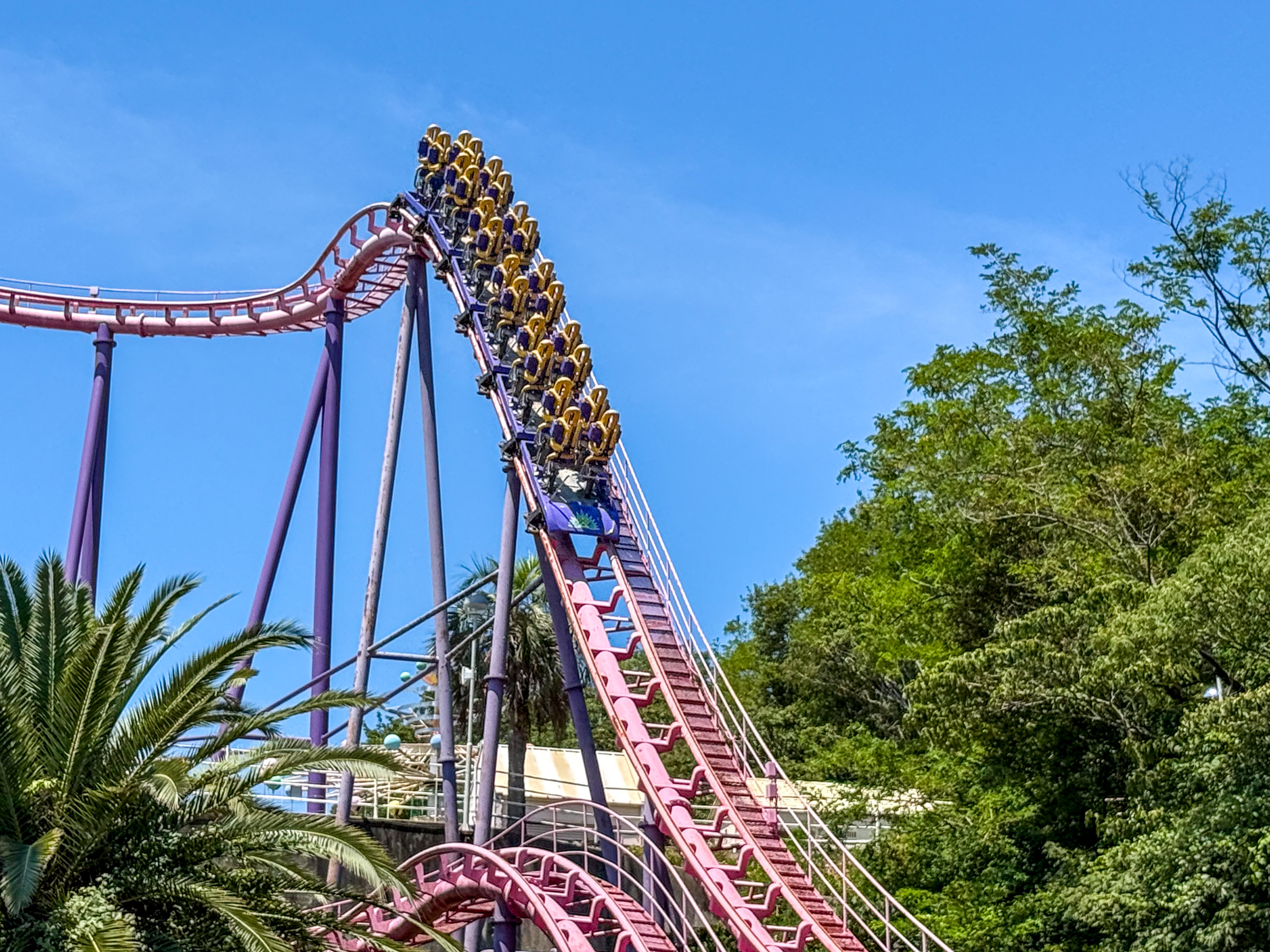 Photo of Pink Typhoon